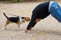 Dog facing downward-facing dog