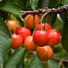 Cherries in Beaume de Venise